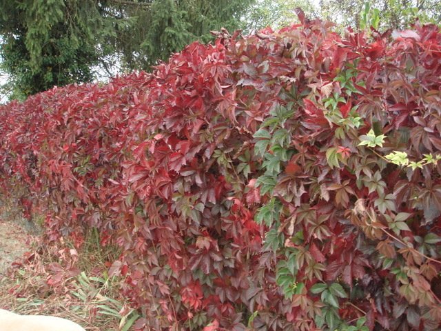Parthenocissus quinquefolia automne